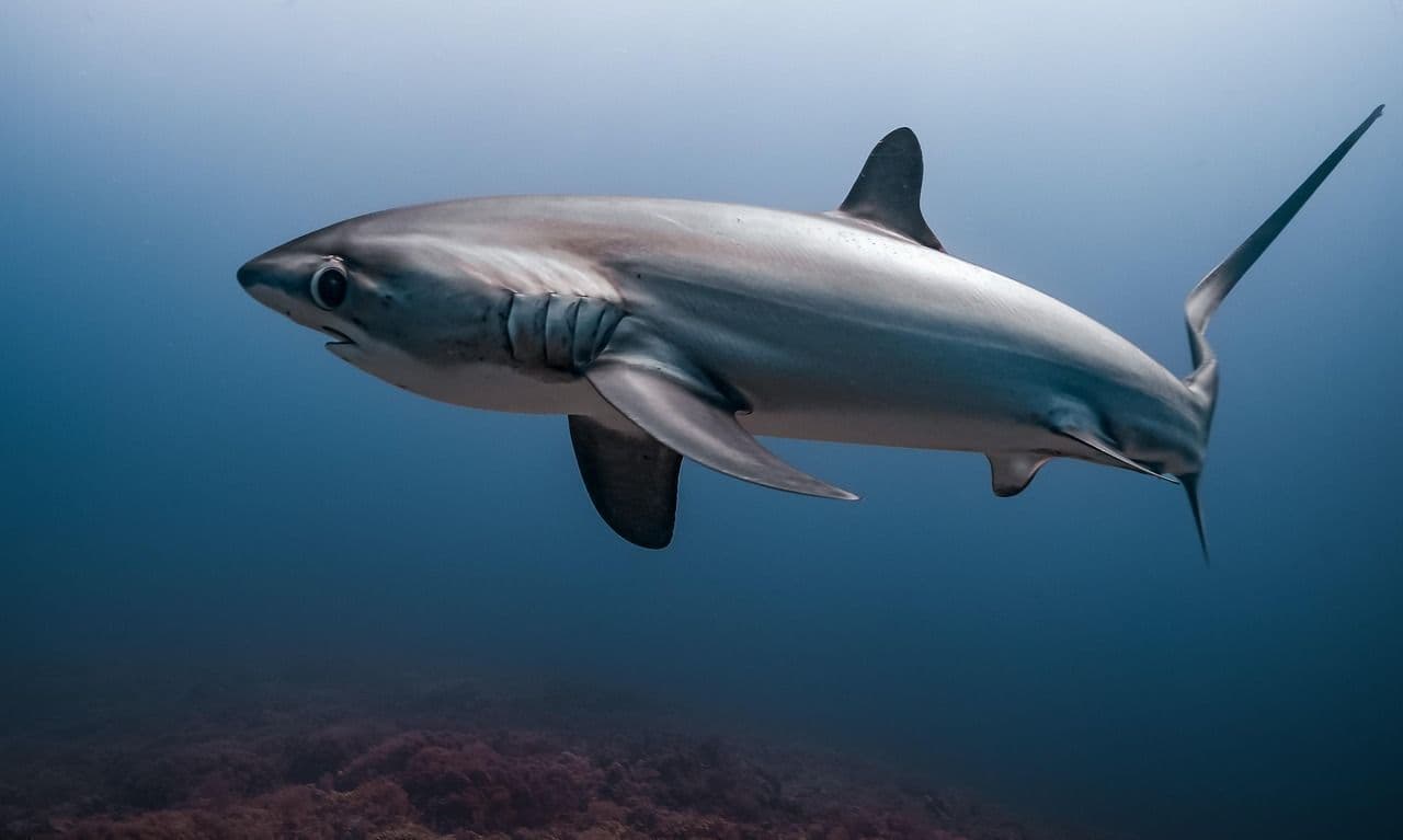 Thresher Shark